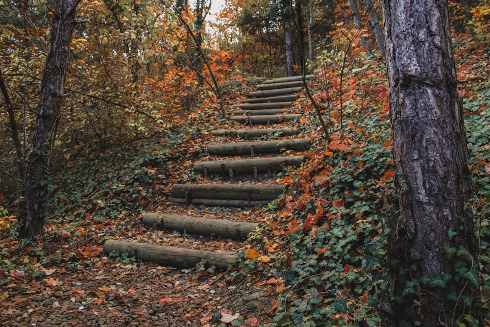 a set of steps in the woods surrounded by leaves