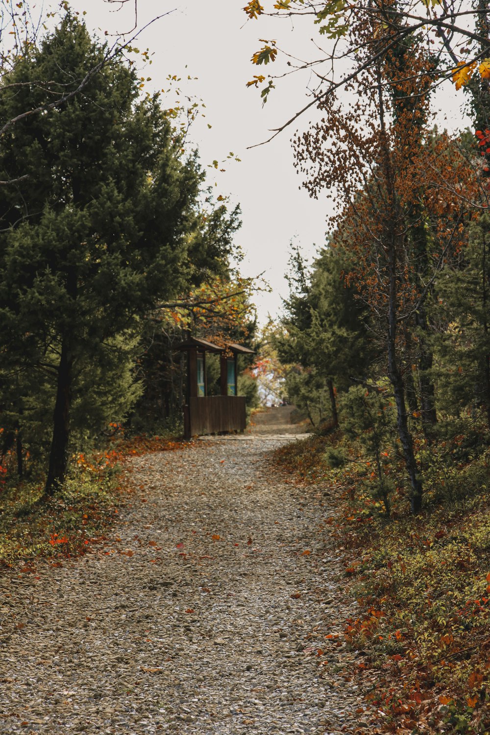 a path in the woods leading to a small cabin