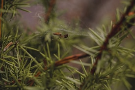 A close-up view of a spider navigating through its web surrounded by sharp, needle-like green leaves. The environment appears to be a natural outdoor setting, with the focus on the intricate web and its small inhabitant.