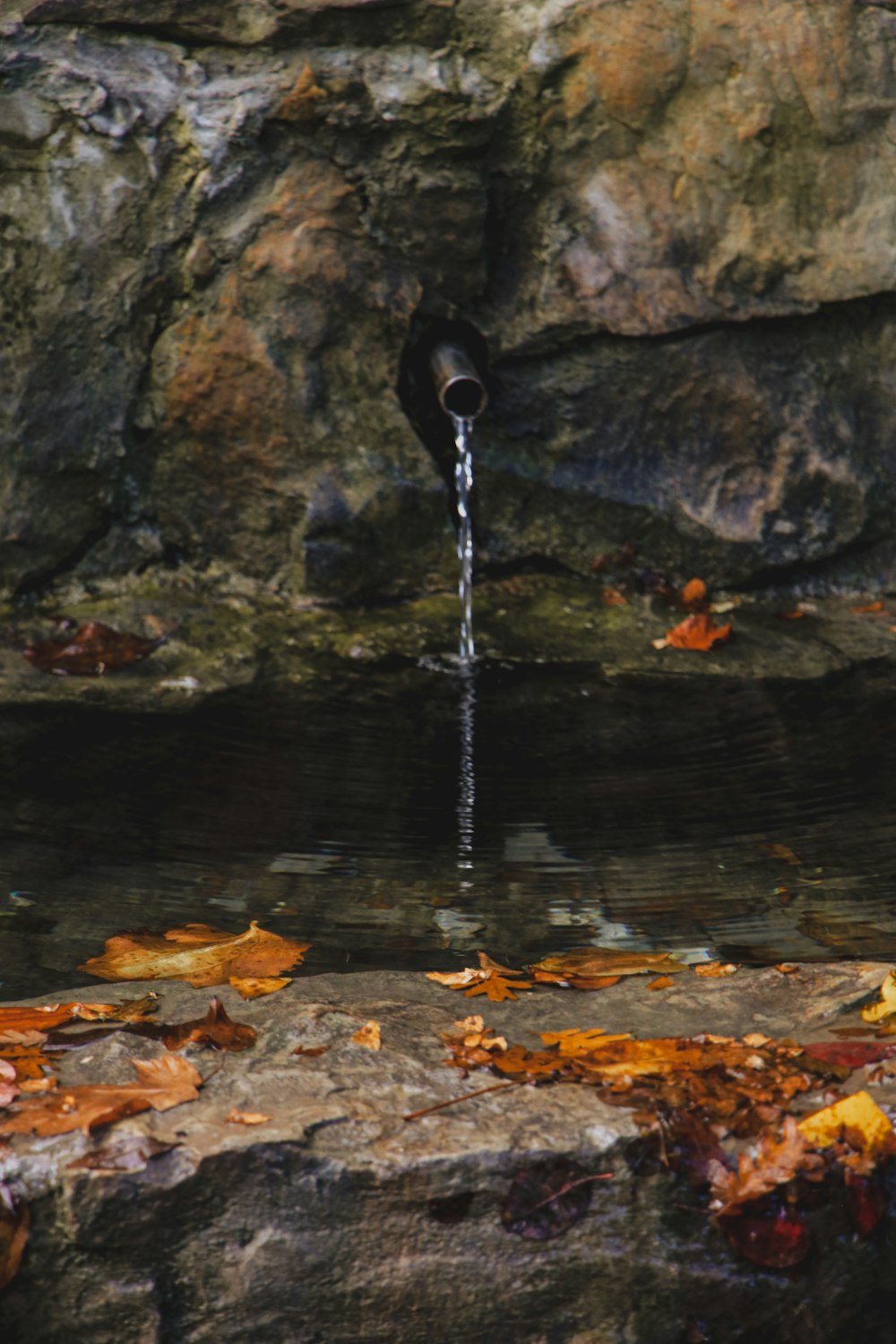 a bird drinking water from a small pond