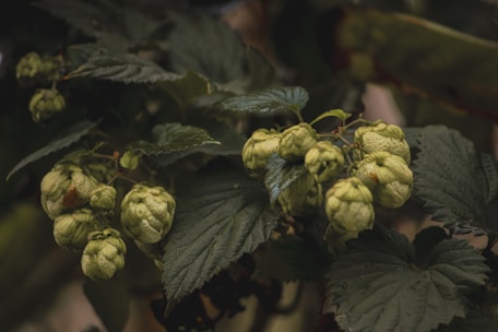 Clusters of green hop cones hang amidst dark green leaves, indicating a mature stage. The plant is in an outdoor setting with a natural and slightly dim lighting, suggesting a serene and rustic environment.