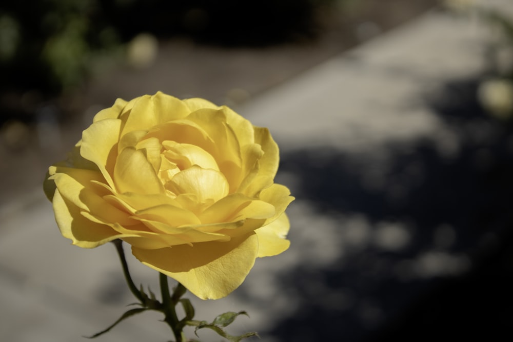Une seule rose jaune est dans un vase