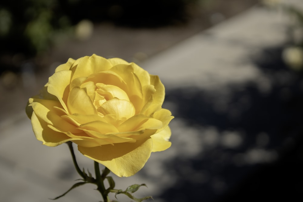 a single yellow rose is in a vase