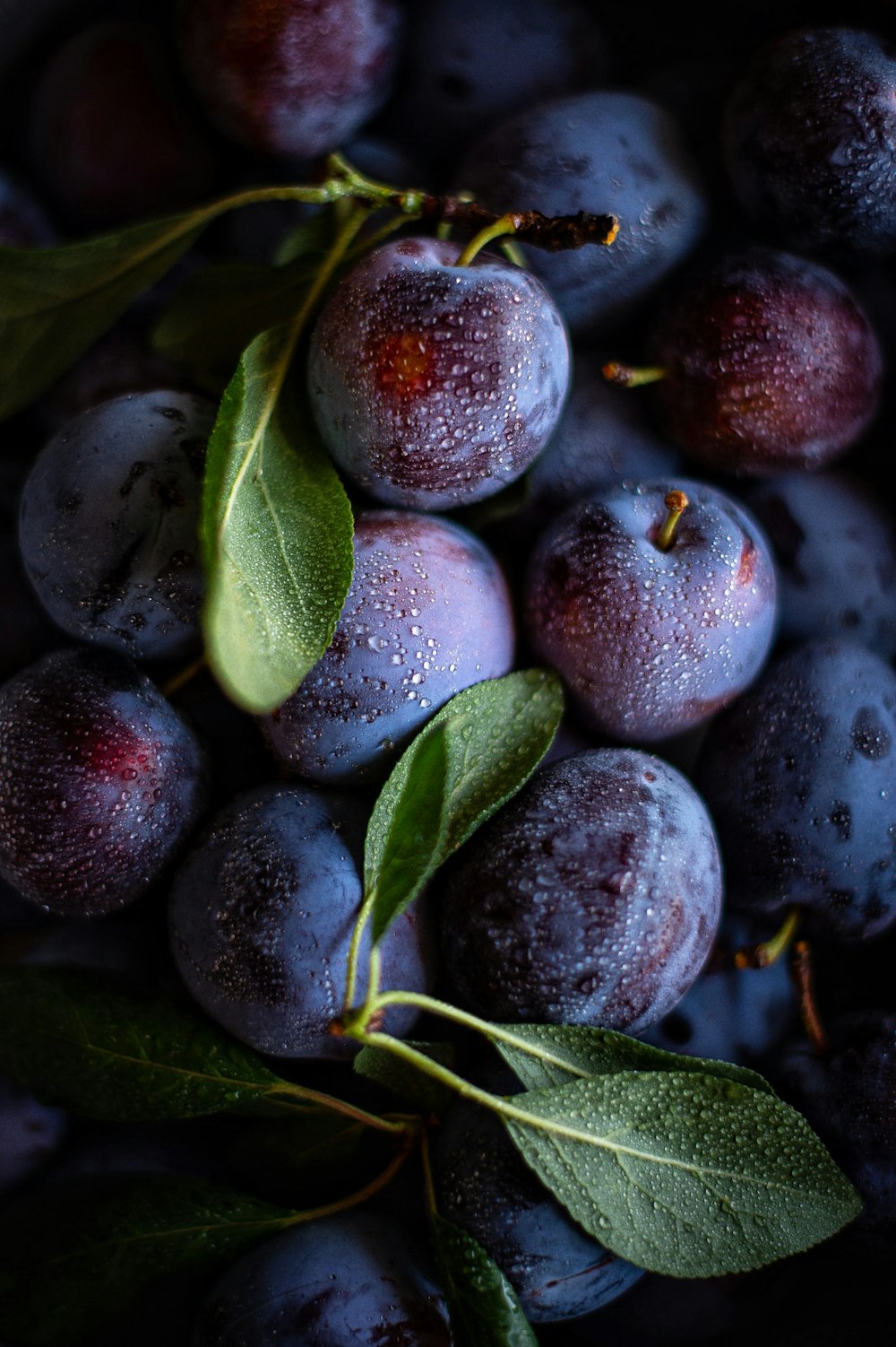 a close up of a bunch of plums with leaves