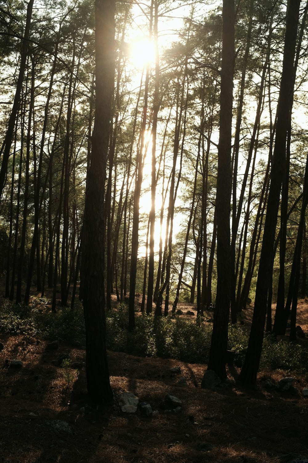 the sun is shining through the trees in the woods