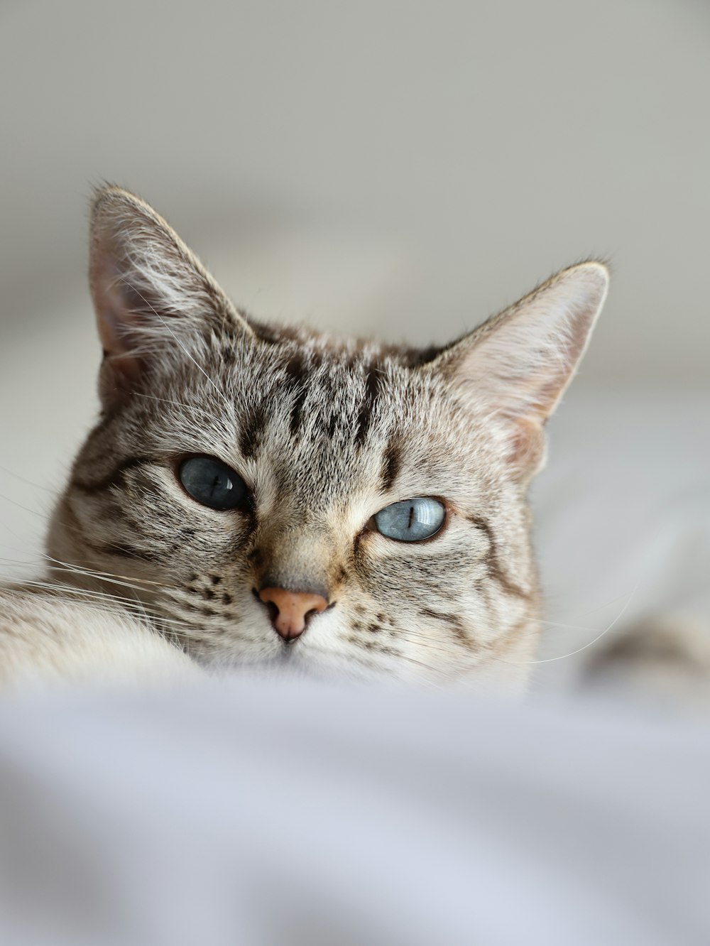 un primo piano di un gatto sdraiato su un letto