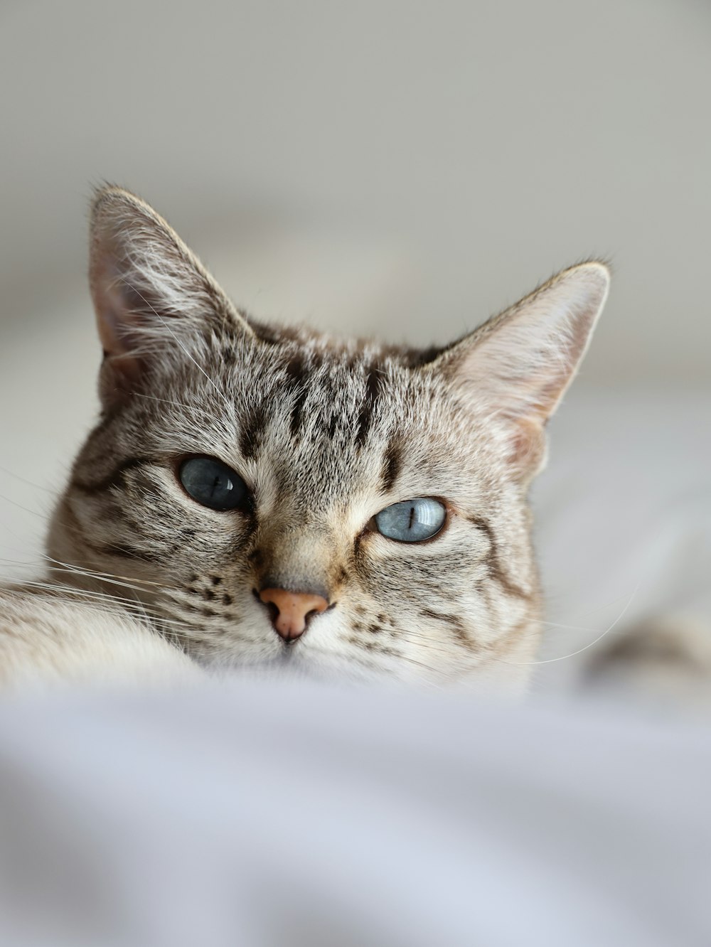 a close up of a cat laying on a bed