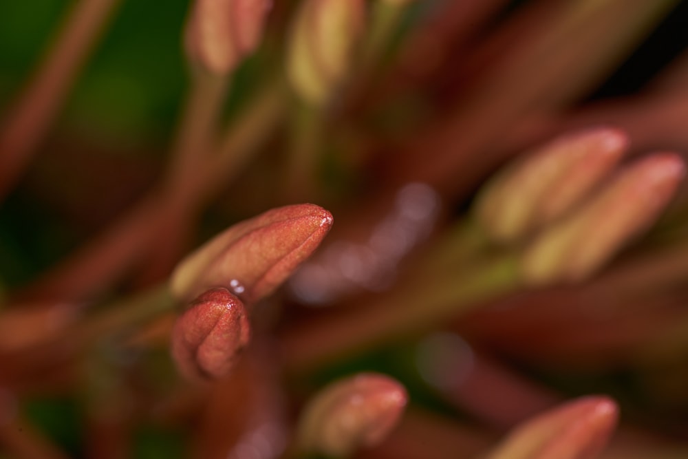 un primer plano de una flor con gotas de agua