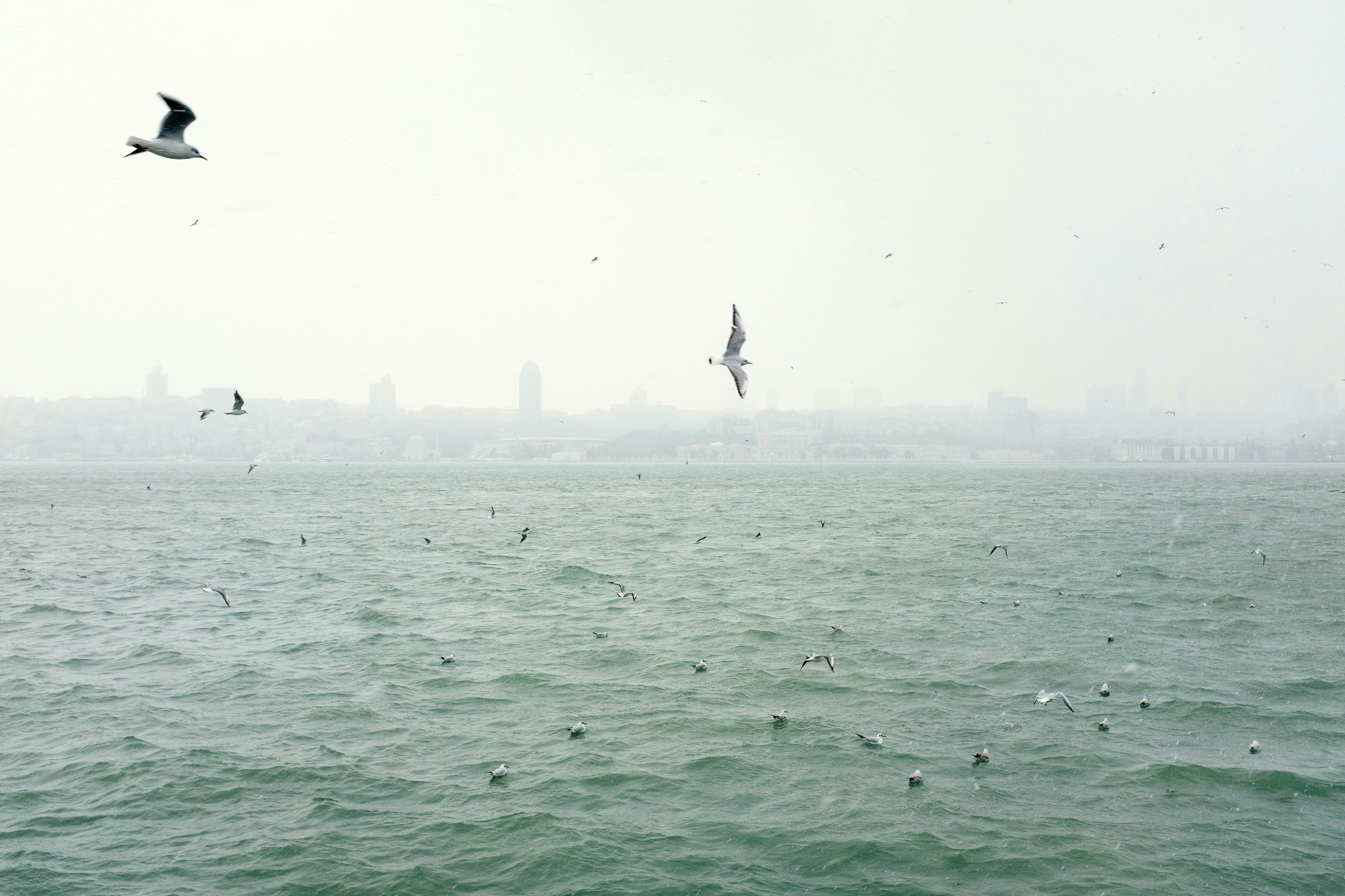 Photo by shuraev