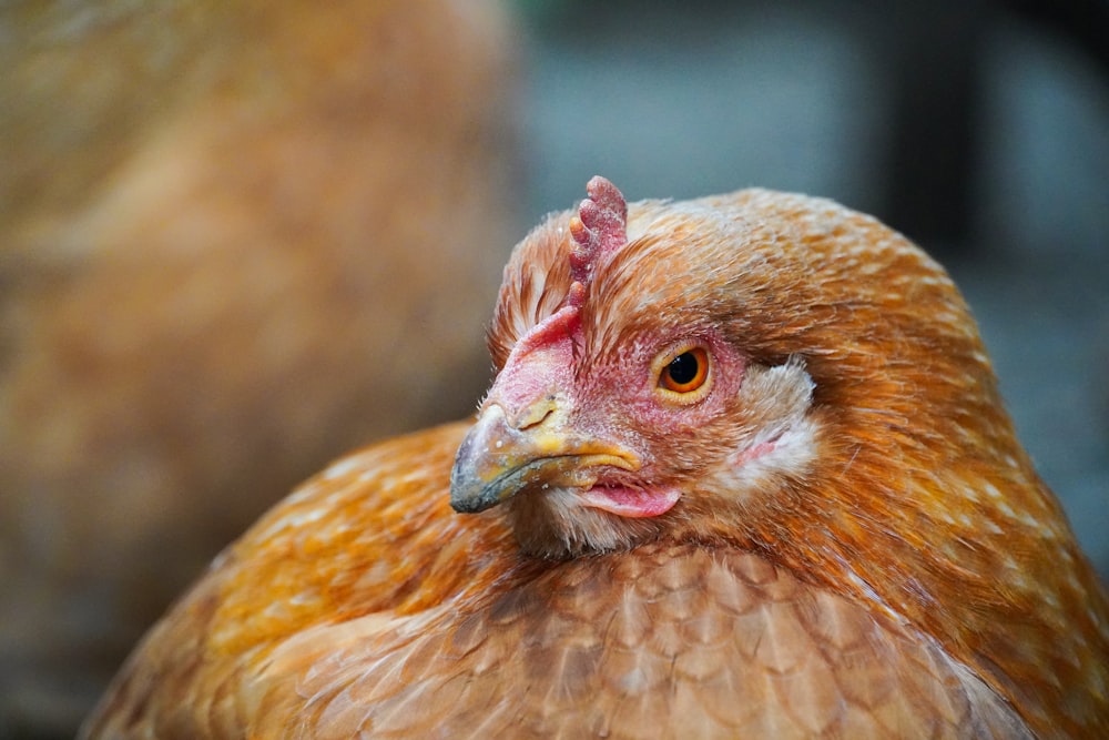 Un primer plano de un pollo marrón y blanco