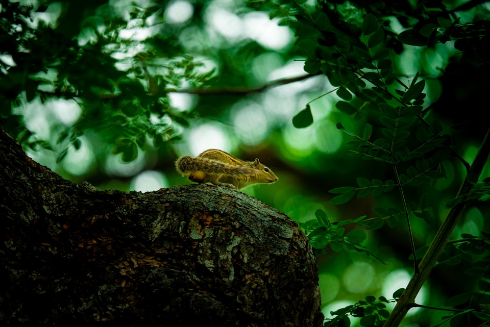 a small lizard sitting on top of a tree branch