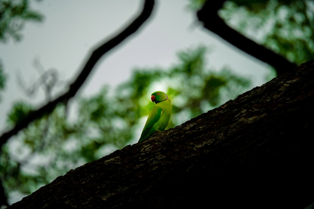 a green bird sitting on top of a tree branch