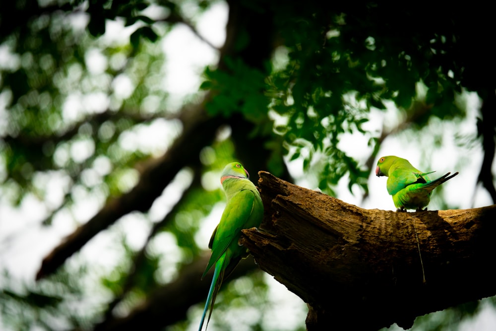 a couple of green birds sitting on top of a tree branch