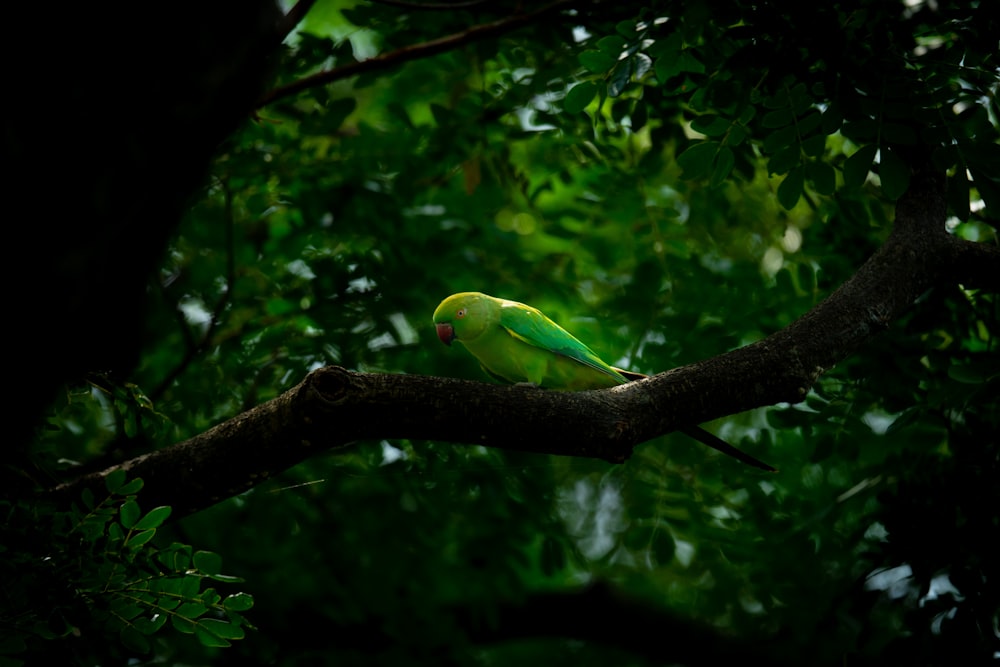 a green bird sitting on top of a tree branch