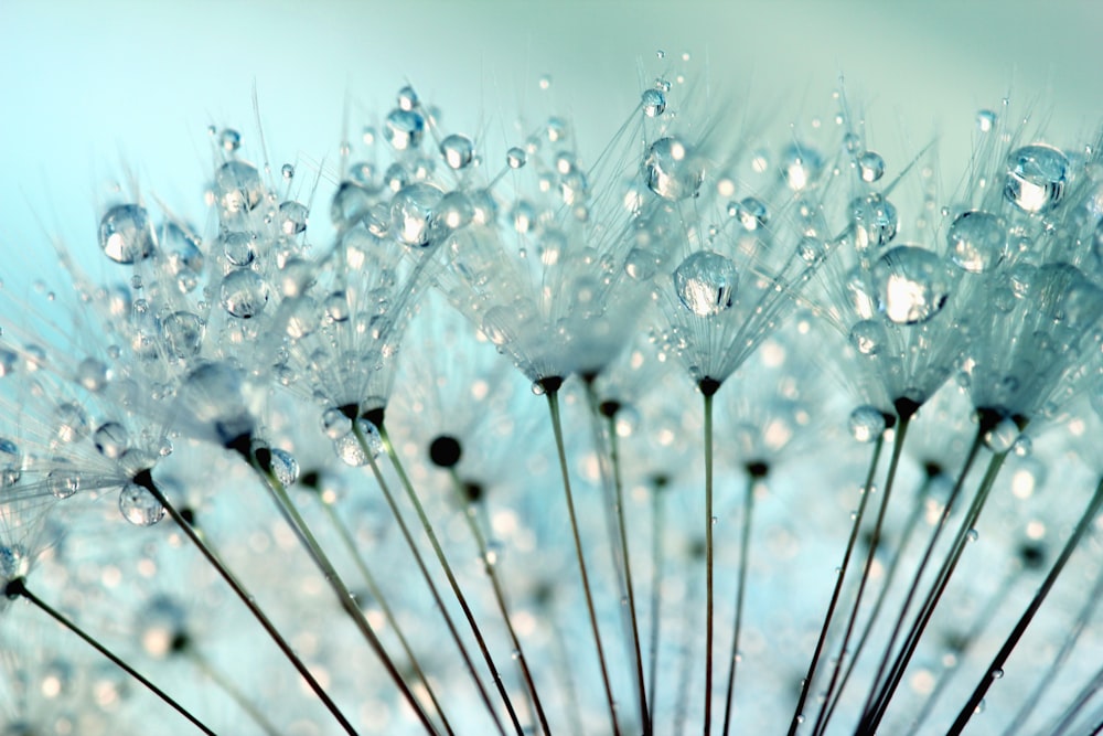 a close up of a dandelion with drops of water on it