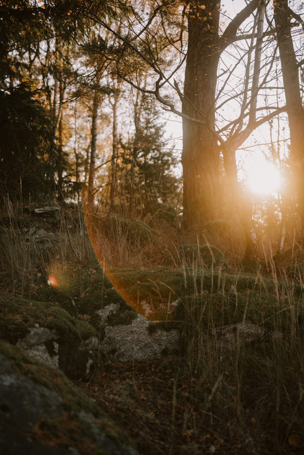 the sun is shining through the trees in the woods