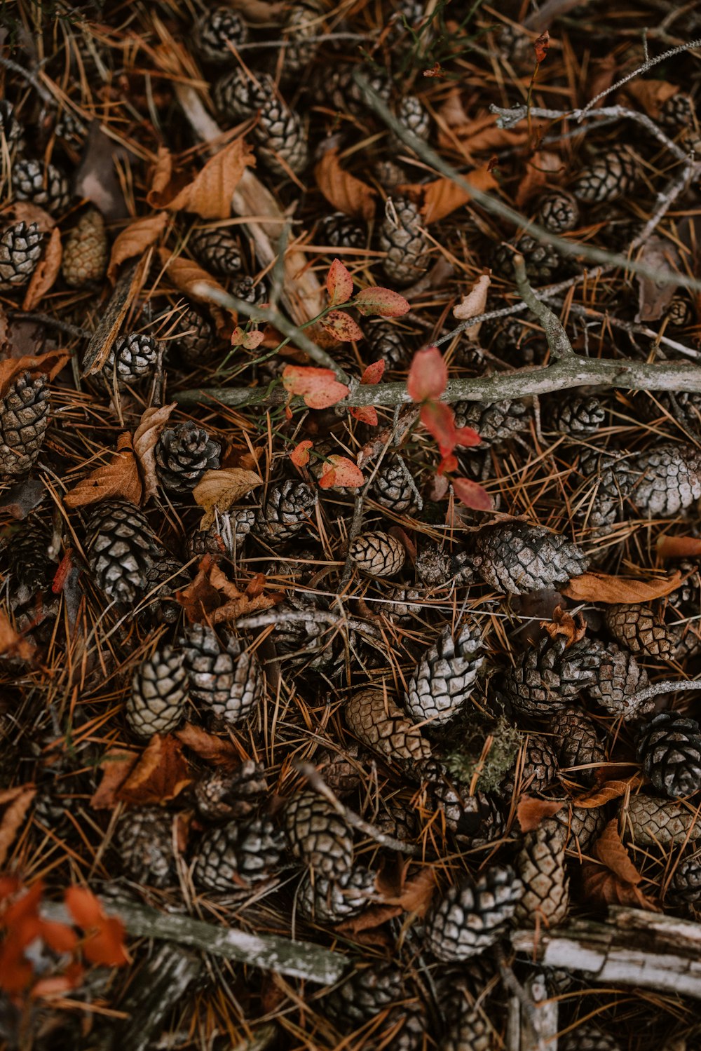a bunch of pine cones on the ground