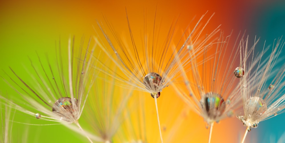 a close up of a dandelion with drops of water on it