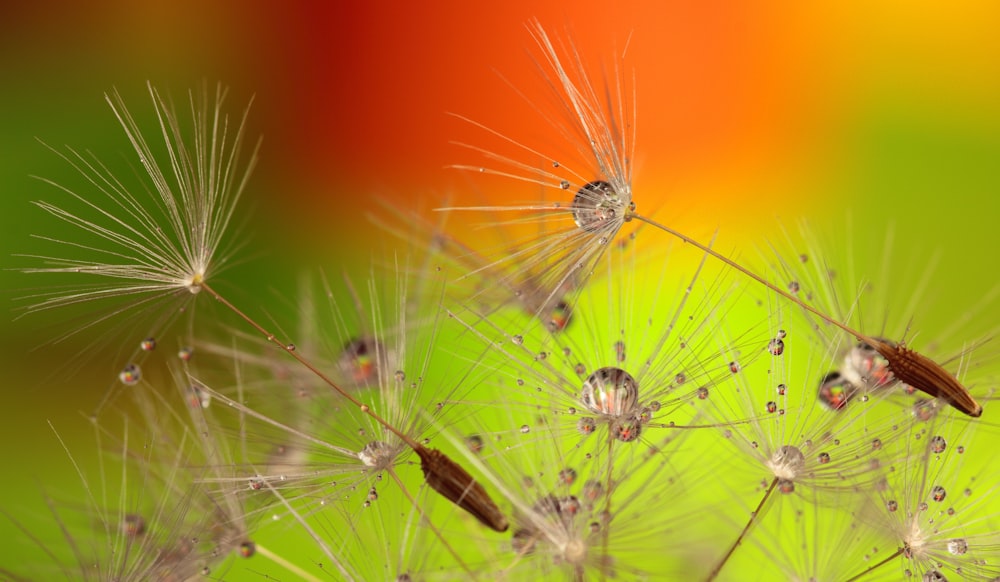 a close up of a dandelion with drops of water on it