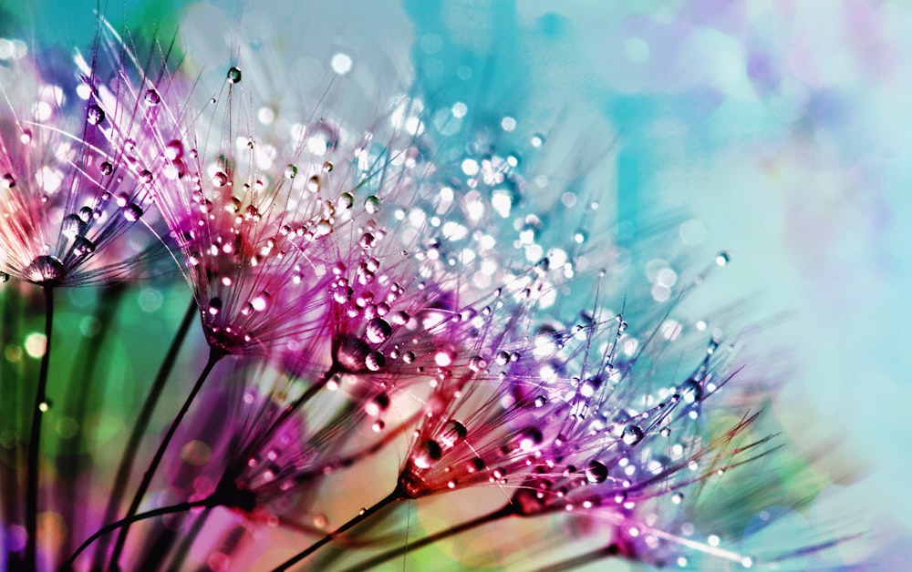 a close up of a dandelion with drops of water on it