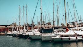 A marina filled with multiple sailboats docked in calm water. The sailboats are aligned in a row, showcasing tall masts against a clear blue sky. In the background, a line of palm trees is visible, providing a tropical feel. The atmosphere is peaceful and serene, typical of a harbor setting.