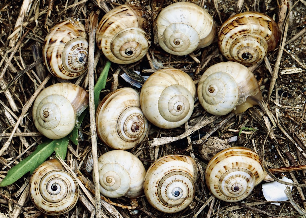 a bunch of snails that are laying on the ground