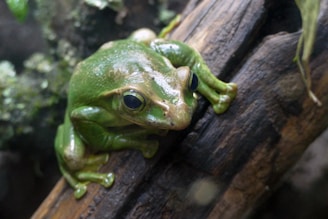 A vibrant green tree frog is perched on a wet, textured piece of wood surrounded by a natural, leafy environment with muted earth tones.