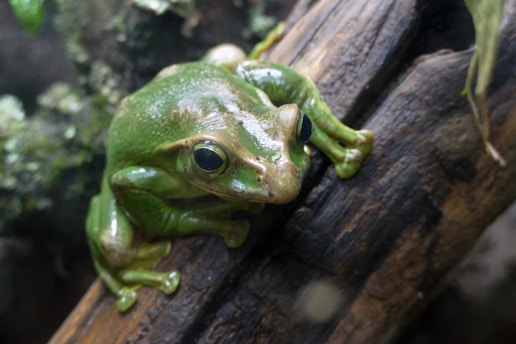 A vibrant green tree frog is perched on a wet, textured piece of wood surrounded by a natural, leafy environment with muted earth tones.