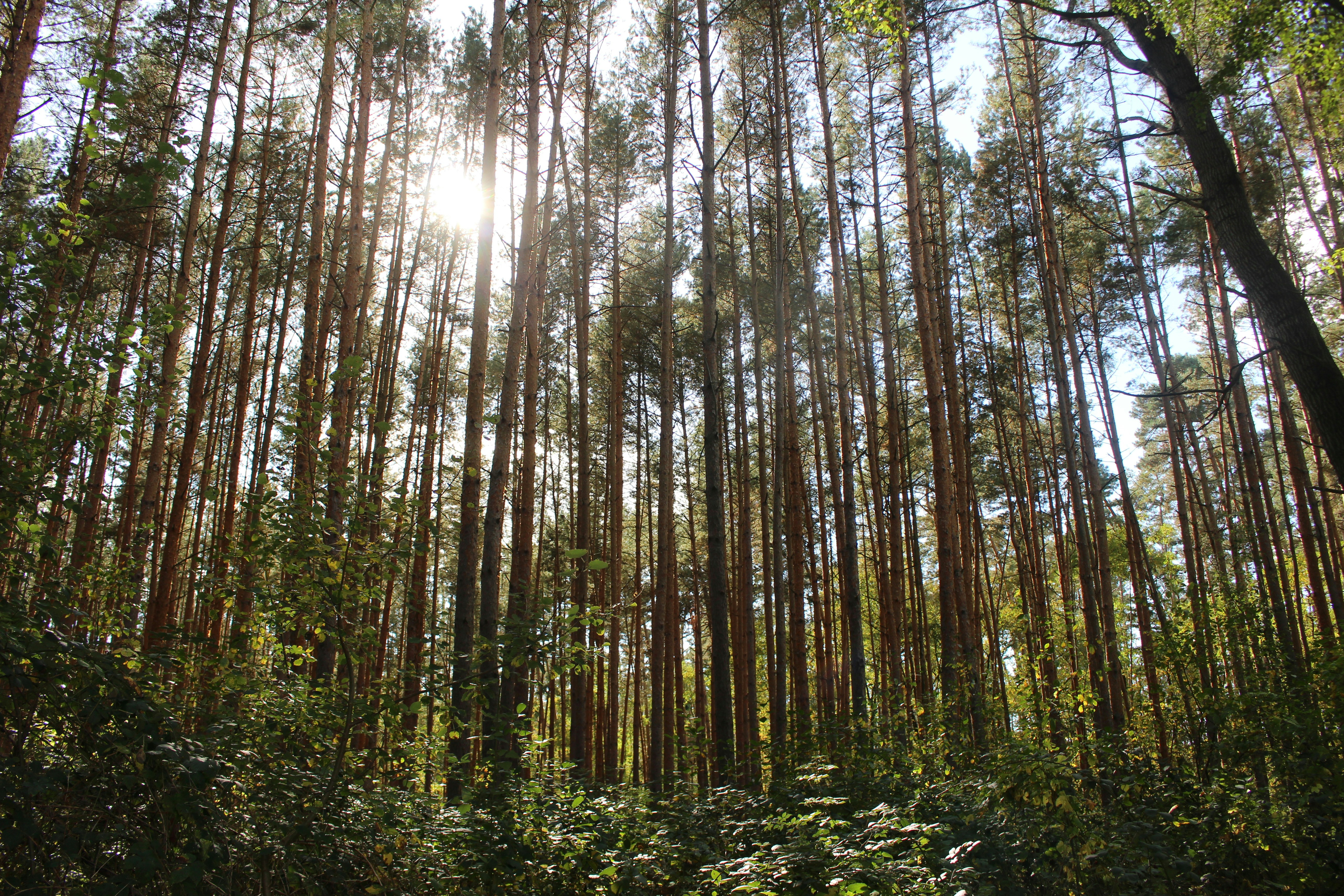 Forest of tall pine trees with sunlight filtering through the canopy
