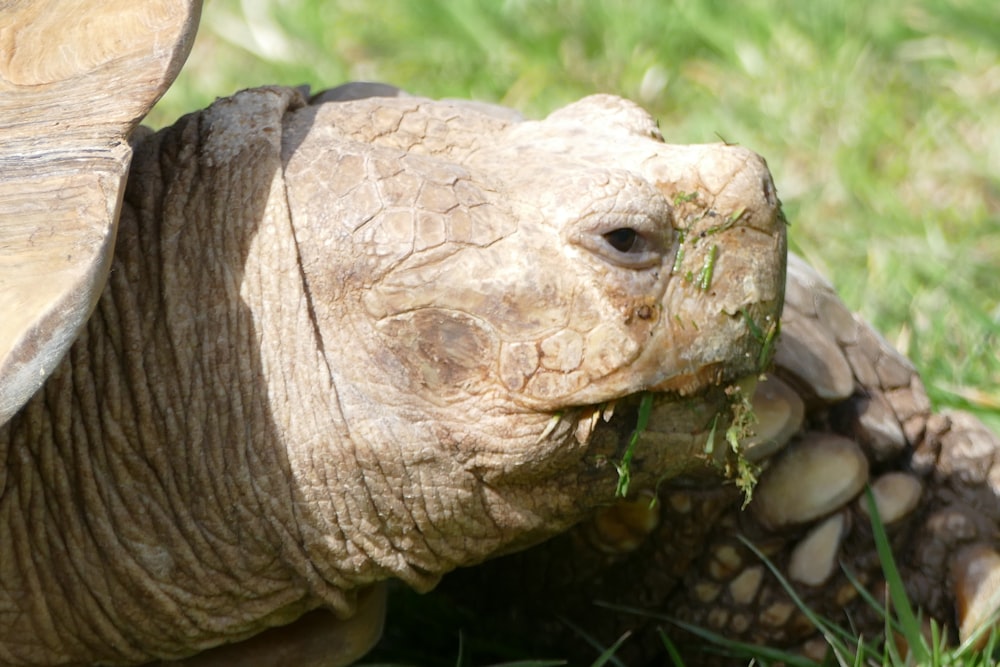 a close up of a turtle eating grass