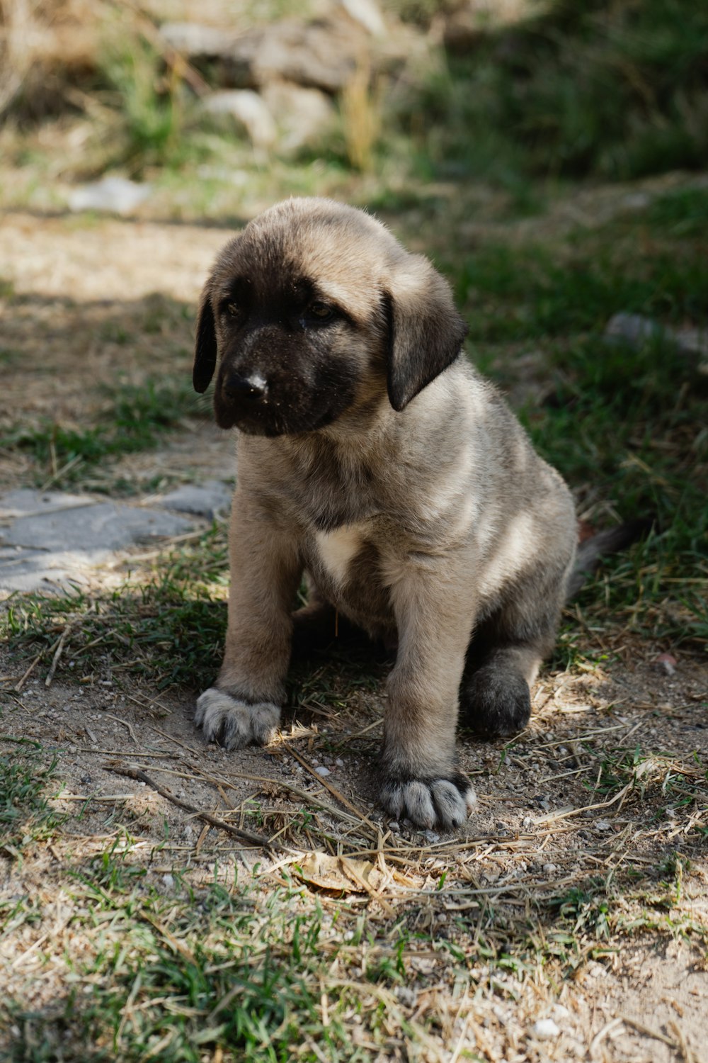 a small brown puppy sitting on top of a grass covered field