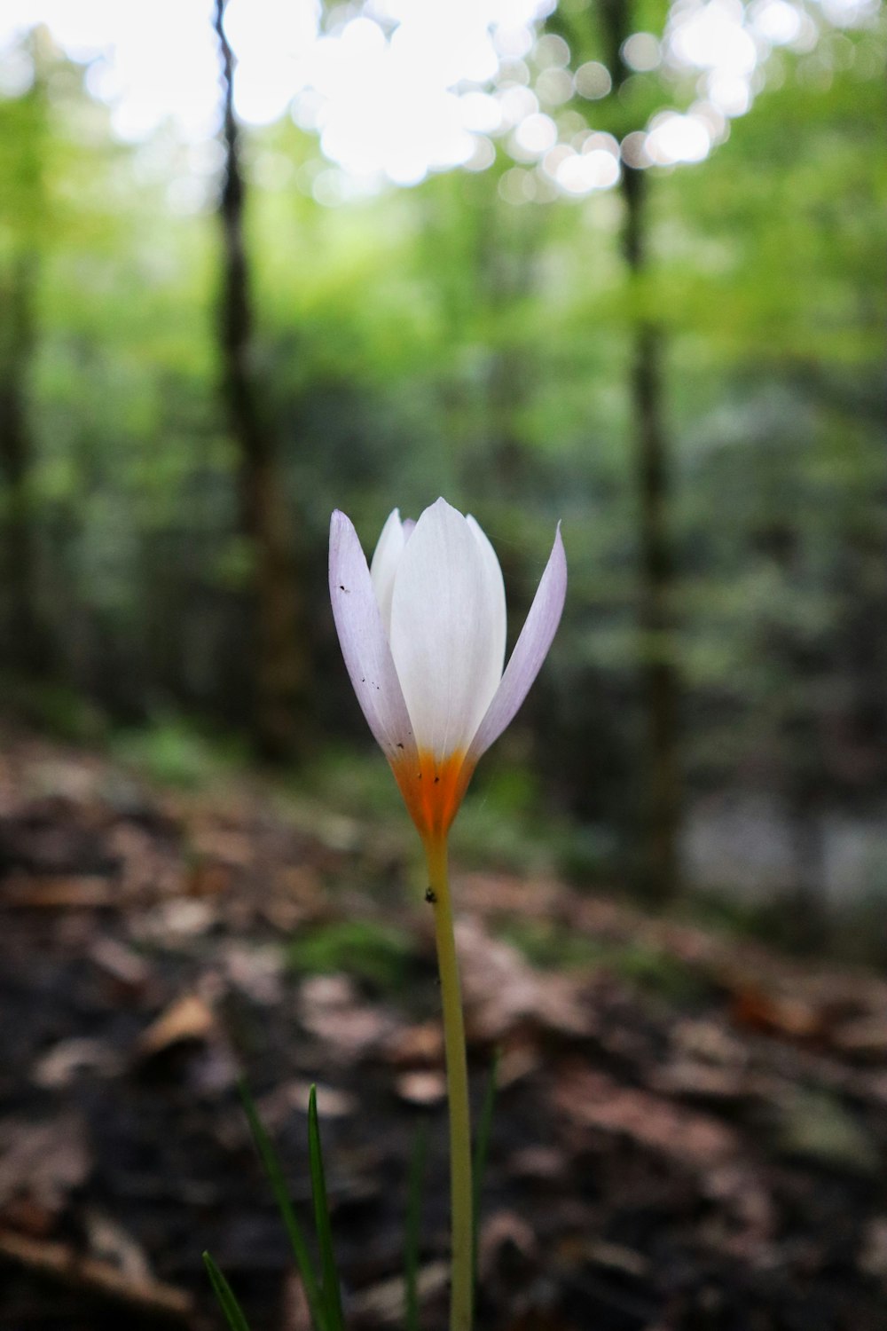 a single white flower in the middle of a forest