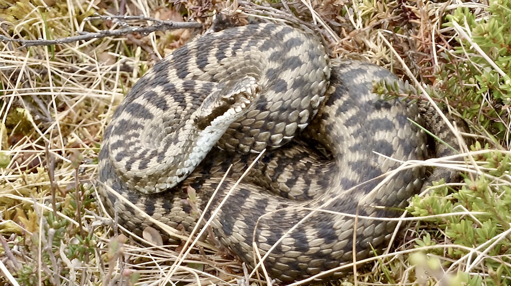 una serpiente está acurrucada en la hierba