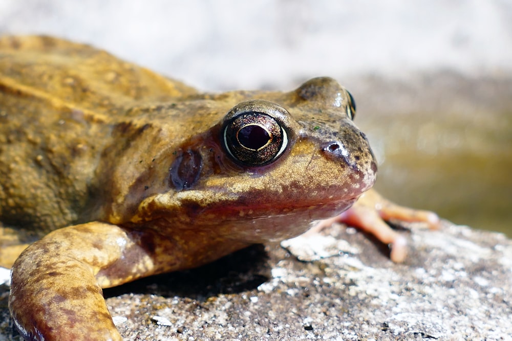 a close up of a frog on a rock