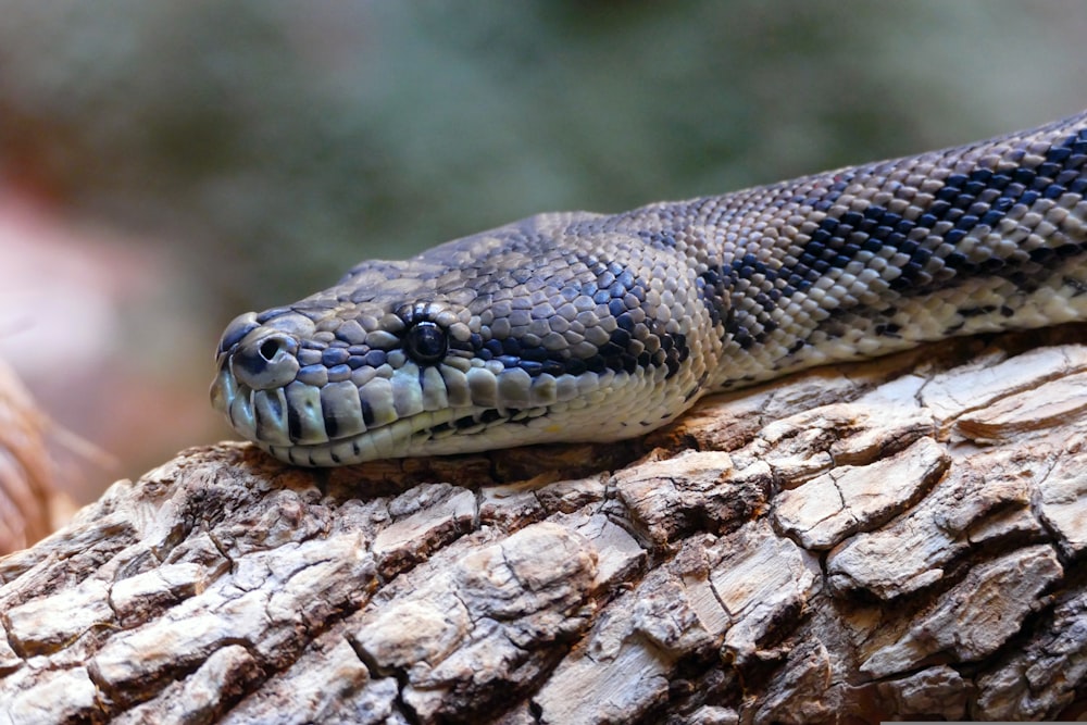 a snake is sitting on a tree branch