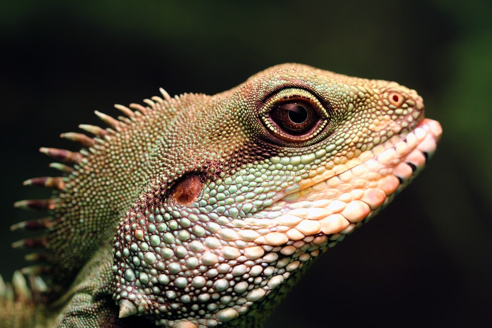 a close up of a lizard's head with a blurry background