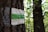 A tree trunk with white and green paint markings is displayed in a forest setting. The background includes additional trees with foliage, creating a natural environment.