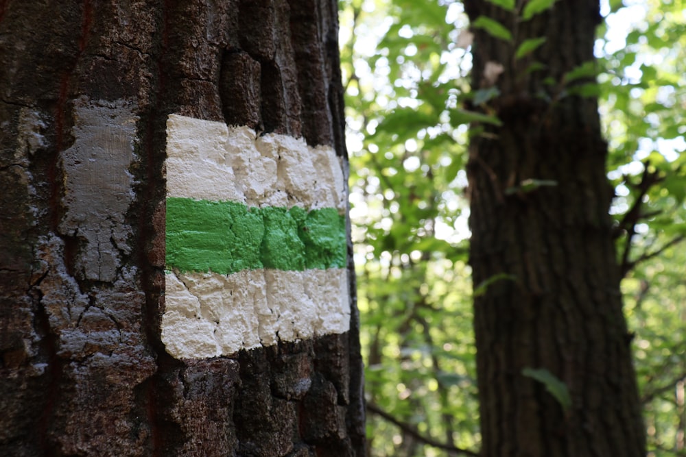 a close up of a tree with a green stripe on it