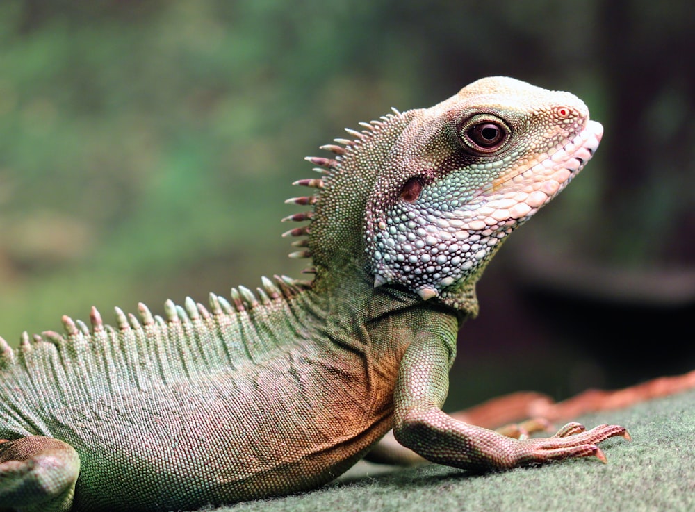 a close up of a lizard on a rock