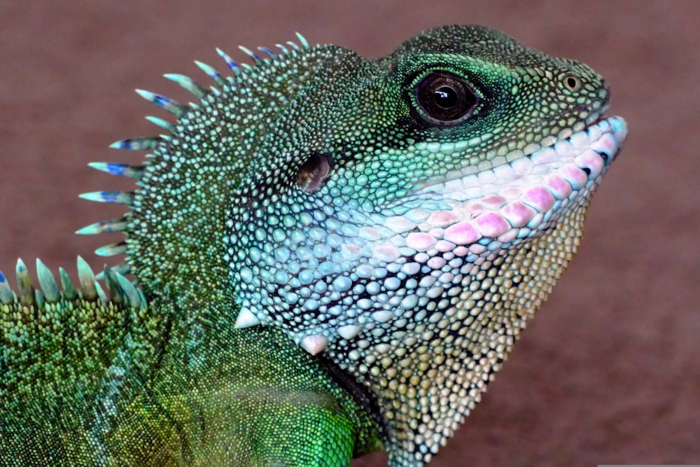 a close up of a green and blue lizard