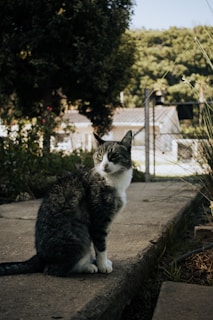 A grey and white cat is sitting on a concrete path, surrounded by lush greenery. In the background, there are small buildings and dense trees under a clear sky, creating a serene outdoor setting.