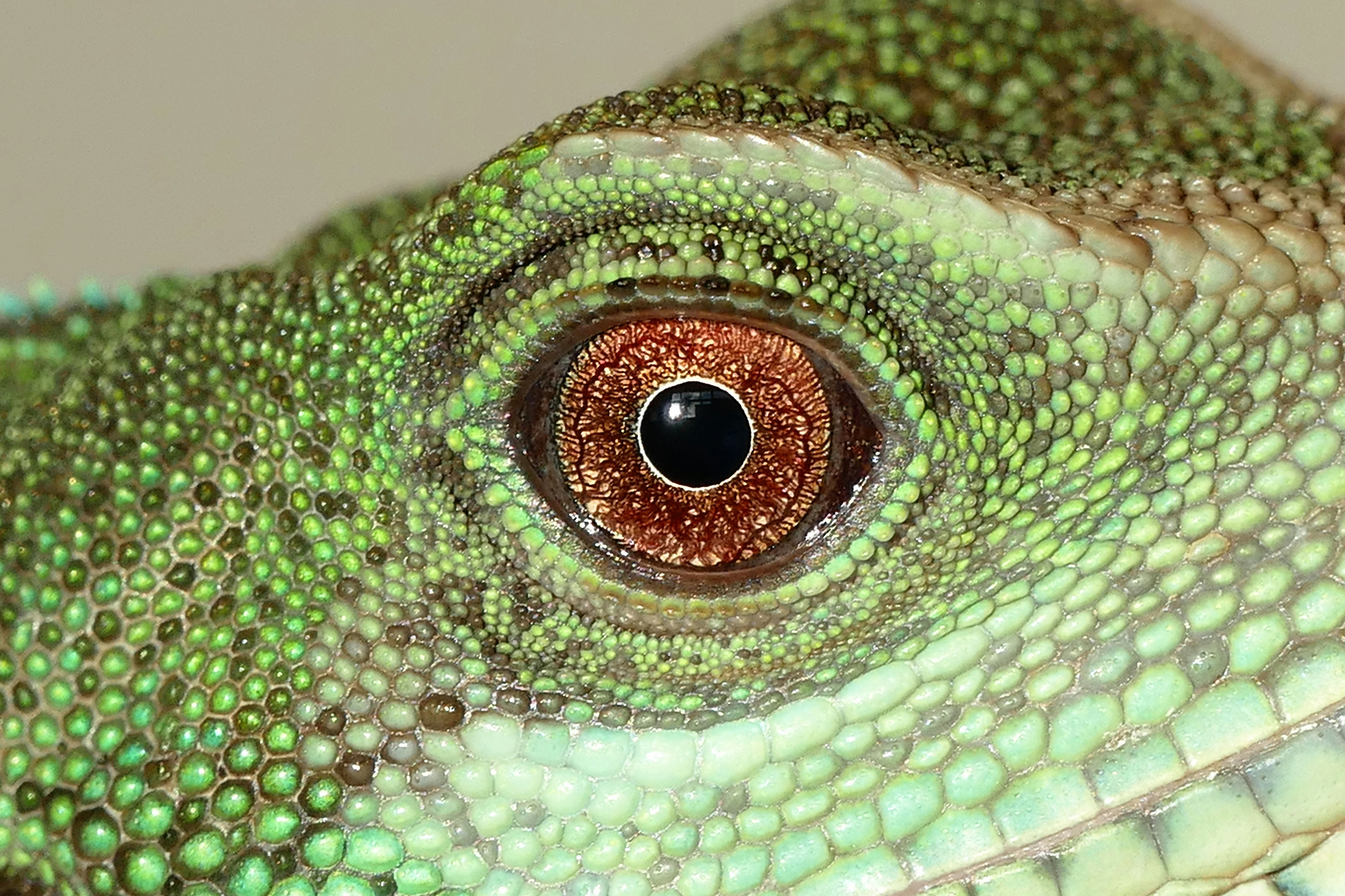 Close up of a lizard's brownish eye, surrounded by vibrant green skin.