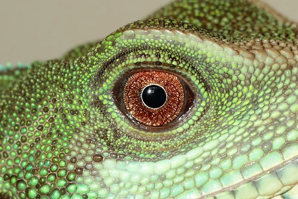 a close up of a green lizard's eye