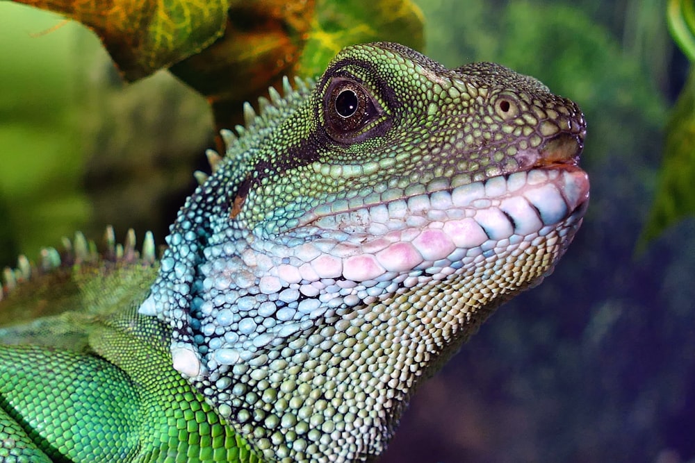 a close up of a green and blue lizard