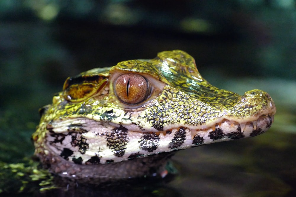 a close up of a frog's face in the water