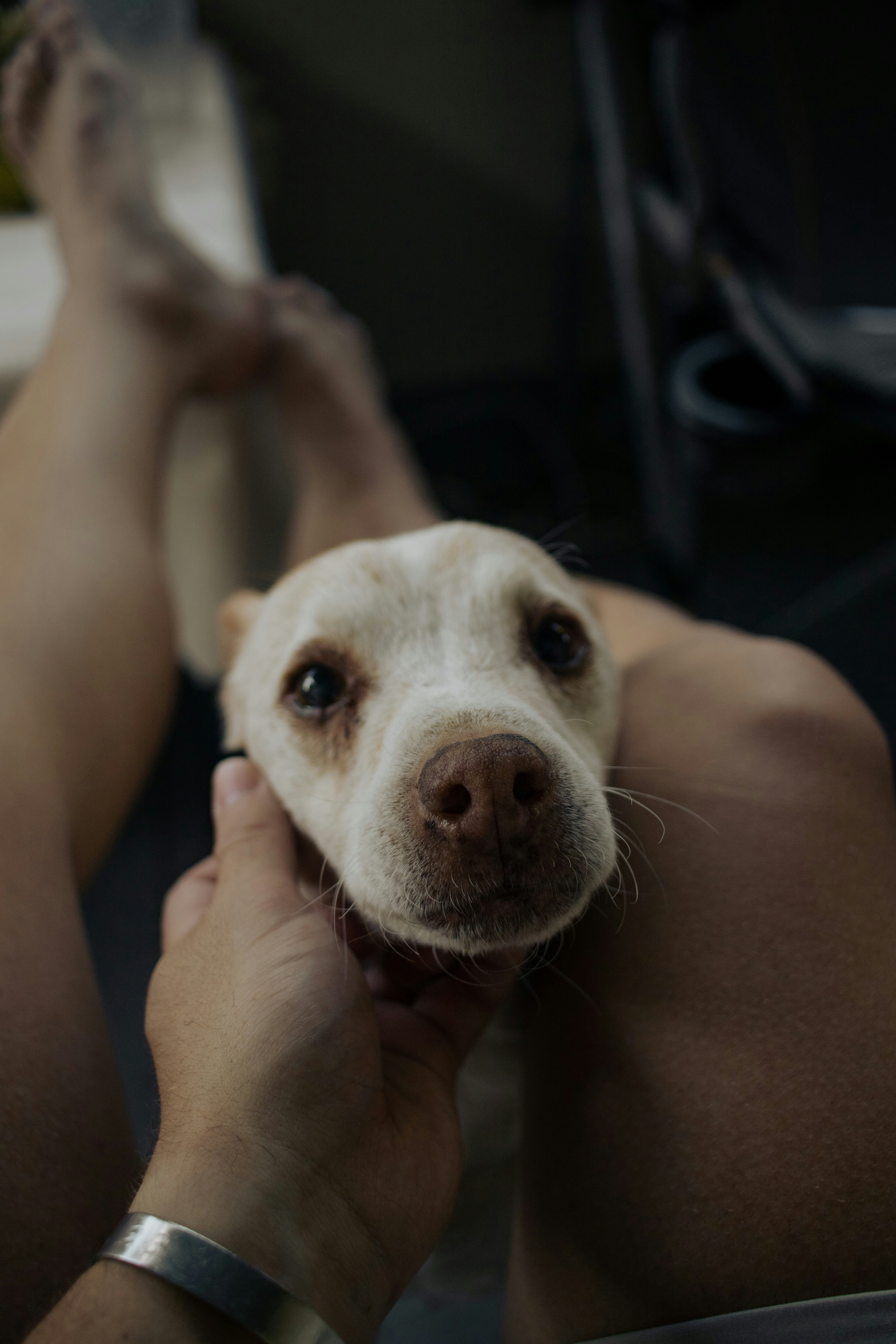 a person petting a dog on the nose
