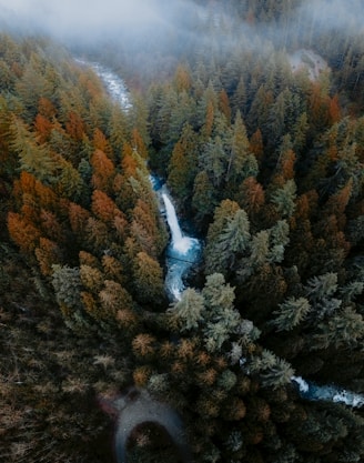 an aerial view of a river running through a forest