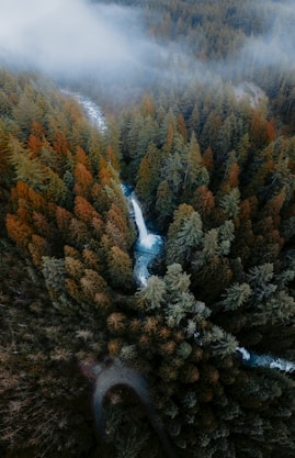 an aerial view of a river running through a forest