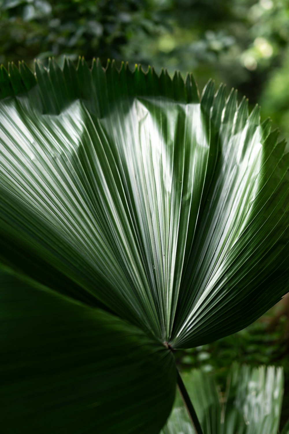 a close up of a large green leaf