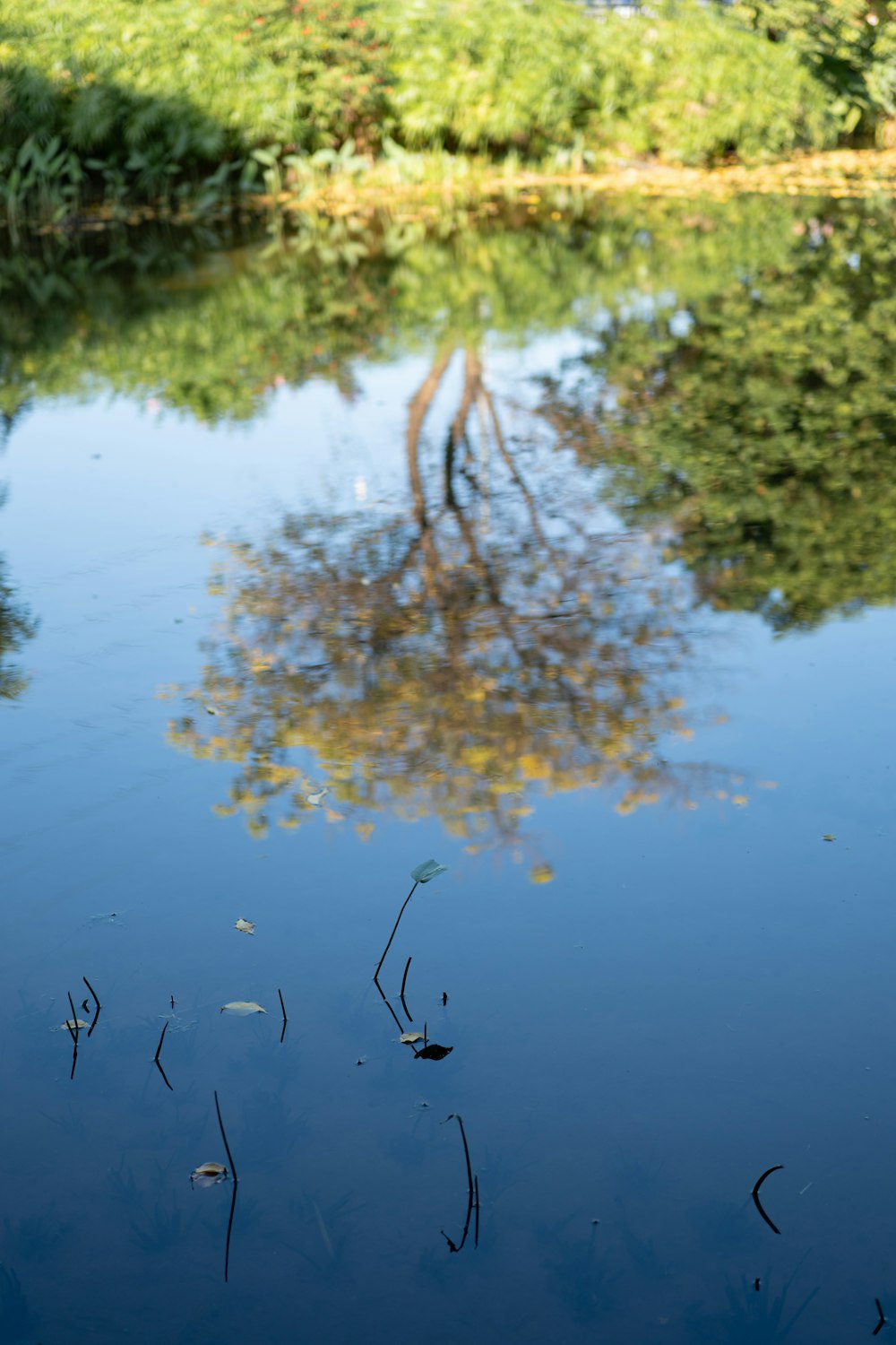 the reflection of a tree in the water